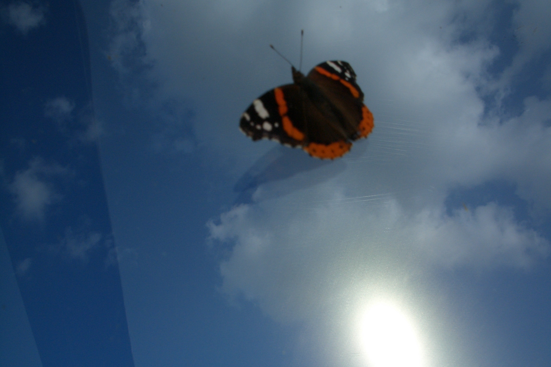 Cowes butterfly